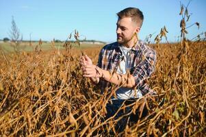 agrônomo inspecionando soja feijão cultivo crescendo dentro a Fazenda campo. agricultura Produção conceito. jovem agrônomo examina soja colheita em campo dentro verão. agricultor em soja campo foto