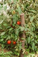 tomates estão suspensão em uma ramo dentro a estufa. foto