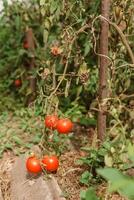 tomates estão suspensão em uma ramo dentro a estufa. foto