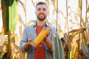 agricultor no campo de verificação de espigas de milho foto