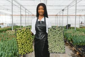 lindo jovem sorridente africano americano garota, trabalhador com flores dentro estufa. conceito trabalhos dentro a estufa, flores foto