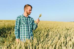 feliz maduro técnico verificação a crescimento do a trigo para uma qualidade ao controle dentro uma cereal campo dentro verão foto