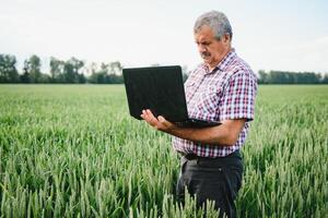 Senior agricultor dentro arquivado examinando jovem trigo corp e olhando às computador portátil. foto