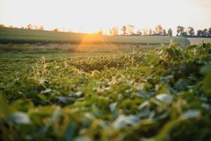 soja campo e soja plantas dentro cedo manhã claro. soja agricultura foto