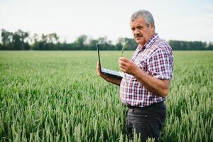 Senior agricultor dentro arquivado examinando jovem trigo corp e olhando às computador portátil foto