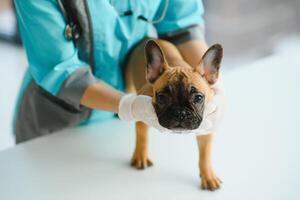 medicamento, animal Cuidado e pessoas conceito - fechar acima do francês buldogue cachorro e veterinário médico mão às veterinario clínica - imagem foto