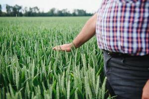 cevada brotos dentro uma agricultores mão.agricultor caminhando através campo verificação cevada cortar. foto