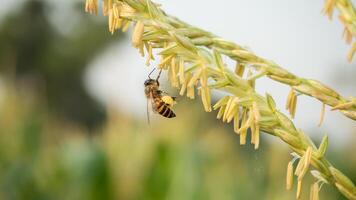 querida abelha trabalhador colecionar pólen a partir de flor do doce milho, vôo, polinizar, néctar, amarelo pólen ,inseto, abelhão, macro horizontal fotografia, verão e Primavera fundos, cópia de espaço. foto