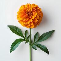 ai gerado calêndula flor isolado em branco sombra com fundo. calêndula flor topo visualizar. laranja calêndula flor plano deitar. laranja flor isolado foto