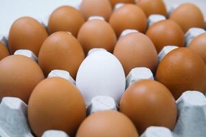 fresco Castanho frango ovos e sozinho branco ovo. lado Visão natural orgânico ovo. saudável real Comida foto