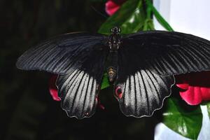 lindo borboleta em uma verde folhas. tropical animais selvagens. lindo insetos. beleza do natureza. macro natureza. foto