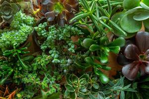 uma conjunto do diferente suculentos. Haworthia e aloés, crassula e sede, echeveria, crassula e kalanchoe. crescer uma casa flor. floricultura. cacto casa verde suculento. flores fundo. foto