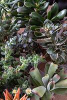 uma conjunto do diferente suculentos. Haworthia e aloés, crassula e sede, echeveria, crassula e kalanchoe. crescer uma casa flor. floricultura. cacto casa verde suculento. flores fundo. foto