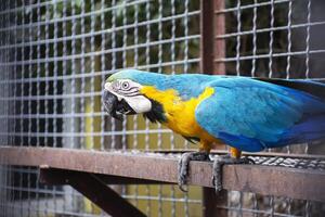 uma lindo brilhante amarelo azul grande arara papagaio senta em uma metal Barra a partir de atrás isto você pode Vejo a cela treliça foto