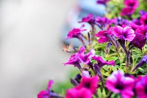 inseto coleta néctar entre brilhante Rosa petúnias com verde folhas foto