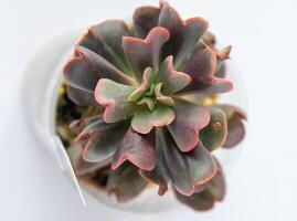 echeveria Preto Falcão suculento dentro Panela. verde pequeno flor em branco fundo. foto