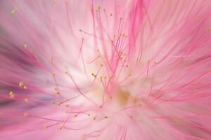 delicado fundo com flores do albizia julibrissina, a persa seda árvore, Rosa seda árvore, mimosa árvore foto
