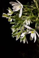 branco flores do a asterisco ornithogalum em Preto. Estrela do belém. Relva lírio, sesta às meio-dia, onze hora senhora foto