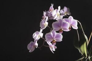 orquídeas branco-púrpura botões. orquídea em uma Sombrio fundo. phalaenopsis amigo uma ramo do flores delicado flor. Lugar, colocar para texto foto