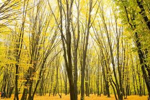 árvores com amarelo folhas dentro a floresta dentro outono. natural panorama. natureza foto