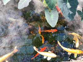 Japão koi peixe ou chique carpa natação dentro uma lago. popular animais de estimação para relaxamento e feng shui significado. popular animais de estimação entre pessoas. pessoas amor para levantar isto para Boa fortuna ou zen. foto