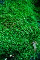 verde musgo dentro a floresta. foto