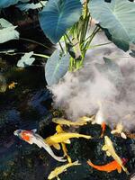 Japão koi peixe ou chique carpa natação dentro uma lago. popular animais de estimação para relaxamento e feng shui significado. popular animais de estimação entre pessoas. pessoas amor para levantar isto para Boa fortuna ou zen. foto