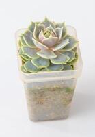 echeveria lola plantar suculento. pequeno verde flor em branco fundo. foto