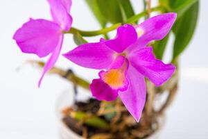 orquídea cattleya casa flor. ampla Rosa roxa botões. floração do uma raro variedade do orquídeas. foto