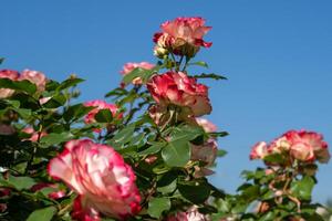 florescendo rosa amigo verão flor fechar-se. floral fundo. natureza dentro a canteiro de flores. jardinagem. rosa pétalas dentro a jardim. foto