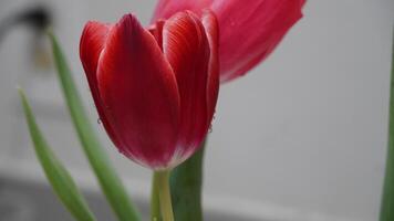 meu vermelho tulipa foto