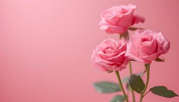 ai gerado três Rosa rosas estão mostrando em uma Rosa fundo foto