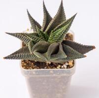 Haworthia limifolia plantar suculento. pequeno verde flor em branco fundo. foto