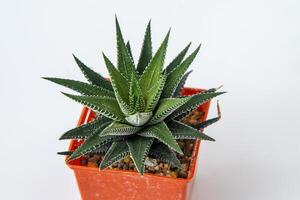 Haworthia fasciata - zebra plantar suculento dentro Panela. verde pequeno flor em branco fundo. foto