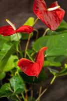 antúrio brotos em Preto fundo. vermelho casa flor com uma amarelo Centro. flor dentro a forma do uma coração. antúrio andraeanum araceae ou arum simbolizar hospitalidade. vermelho flamingo antúrio foto