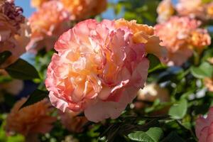 florescendo rosa amigo verão flor fechar-se. floral fundo. natureza dentro a canteiro de flores. jardinagem. rosa pétalas dentro a jardim foto