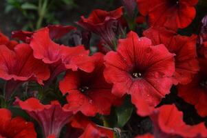 vermelho petúnia flores flor dentro verão. brilhante lindo floral fundo. foto