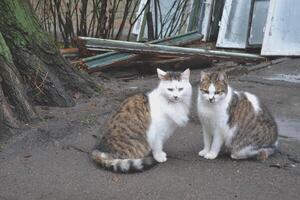 fofa gatos dentro amar. rua gatos. engraçado gatos dentro a rua. gatos estão se beijando. foto