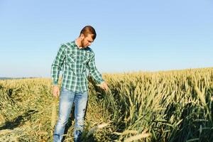 uma agricultor dentro uma trigo campo Verificações a qualidade do plantações. foto