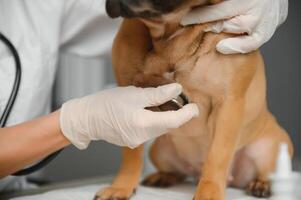 veterinario ouvindo cachorro com estetoscópio dentro veterinário clínica foto