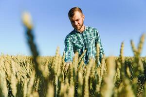 feliz jovem agricultor ou agrônomo inspecionando trigo plantas dentro uma campo antes a colheita. verificação semente desenvolvimento e olhando para parasitas com ampliação vidro. orgânico agricultura e Comida Produção foto