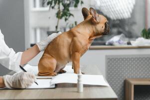 alegre jovem veterinário levando Cuidado e examinando uma lindo animal cachorro francês buldogue foto