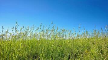 ai gerado gramíneo campo com azul céu foto