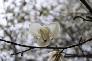 a Flor do branco magnólia. foto