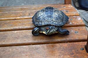Tiros na Cabeça do uma japonês tartaruga. foto