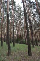 pinho árvores dentro a floresta. floresta panorama. foto