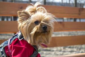 fofa yorkshire terrier sentado em uma Banco ar livre. foto