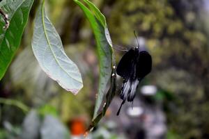 lindo borboleta em uma verde folhas. tropical animais selvagens. lindo insetos. beleza do natureza. macro natureza. foto