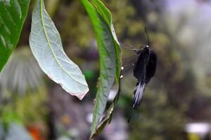 lindo borboleta em uma verde folhas. tropical animais selvagens. lindo insetos. beleza do natureza. macro natureza. foto