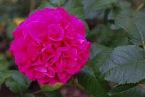 Rosa rosa dentro a jardim, fechar acima. foto